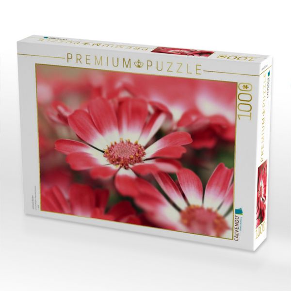 Produktbild: CALVENDO Puzzle cineraria bl&uuml;ten | 1000 Teile Lege-Gr&ouml;&szlig;e 64x48cm Foto-Puzzle f&uuml;r gl&uuml;ckliche Stunden