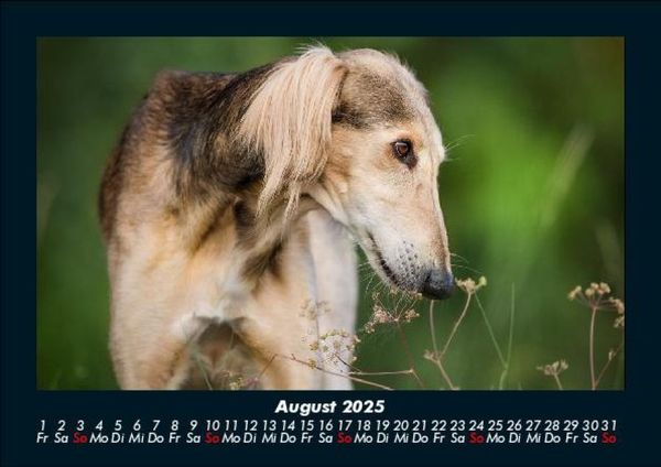 Produktbild: Hunde 2025 Fotokalender DIN A5