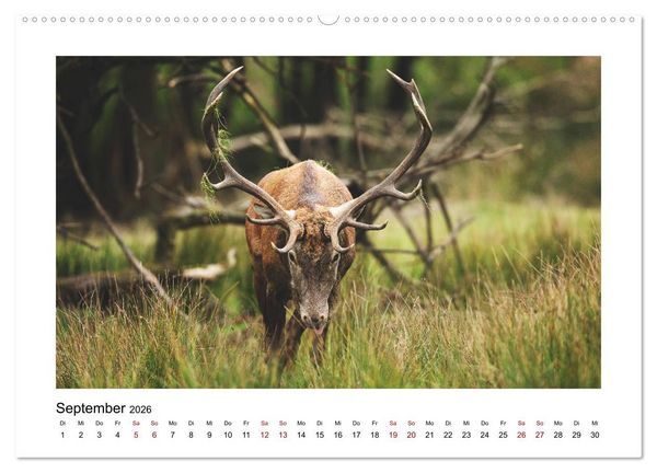 Produktbild: Deutschlands Wildtiere (Wandkalender 2026 DIN A2 quer), CALVENDO Monatskalender