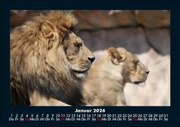 Produktbild: L&ouml;wen in der Wildnis 2026 Fotokalender DIN A5
