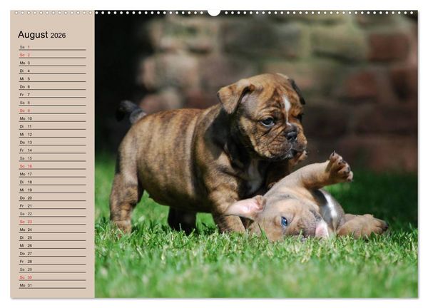 Produktbild: Bulldoggen-Kinder (hochwertiger Premium Wandkalender 2026 DIN A2 quer), Kunstdruck in Hochglanz