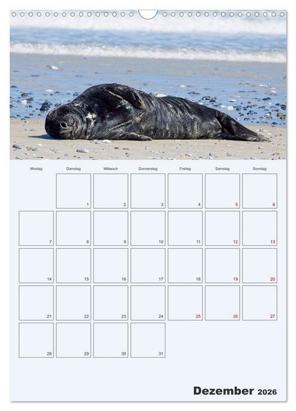 Produktbild: Wildes Leben auf Helgoland (Wandkalender 2026 DIN A3 hoch), CALVENDO Monatskalender