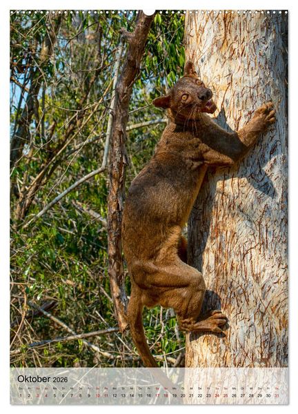 Produktbild: MADAGASKAR: Baobabs, Lemuren, Naturwunder (hochwertiger Premium Wandkalender 2026 DIN A2 hoch), Kunstdruck in Hochglanz