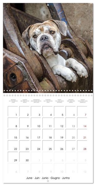 Produktbild: City dogs in the landscape park (Wall Calendar 2026 12 &times; 12 Inch) CALVENDO 12 Month Wall Calendar