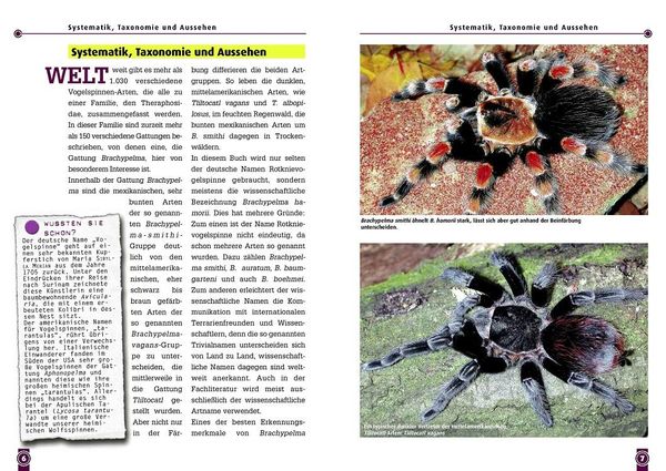 Produktbild: Die Rotknievogelspinne