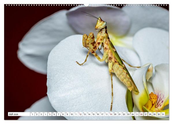 Produktbild: Im Bann der Mantis (hochwertiger Premium Wandkalender 2026 DIN A2 quer), Kunstdruck in Hochglanz