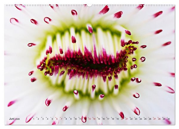 Produktbild: DEEP INSIDE - Bl&uuml;tenmakros (hochwertiger Premium Wandkalender 2026 DIN A2 quer), Kunstdruck in Hochglanz
