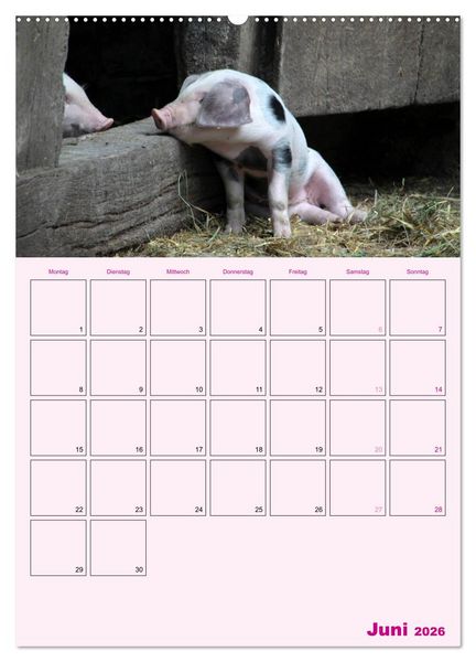 Produktbild: Schweinischer Terminplaner (Wandkalender 2026 DIN A2 hoch), CALVENDO Monatskalender