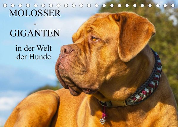 Molosser – Giganten in der Welt der Hunde (Tischkalender 2023 DIN A5 quer)