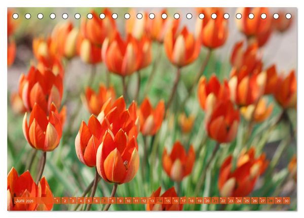 Produktbild: Wundersch&ouml;ne Wildblumen (Tischkalender 2026 DIN A5 quer), CALVENDO Monatskalender