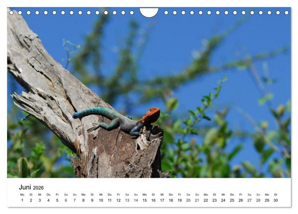 Produktbild: Faszination - Echsen (Wandkalender 2026 DIN A4 quer), CALVENDO Monatskalender