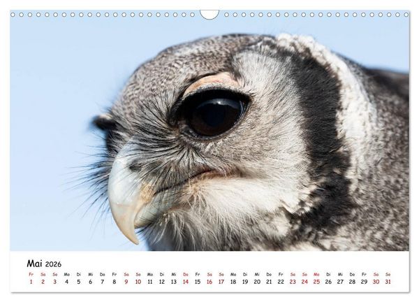 Produktbild: Eulen 2026 (Wandkalender 2026 DIN A3 quer), CALVENDO Monatskalender