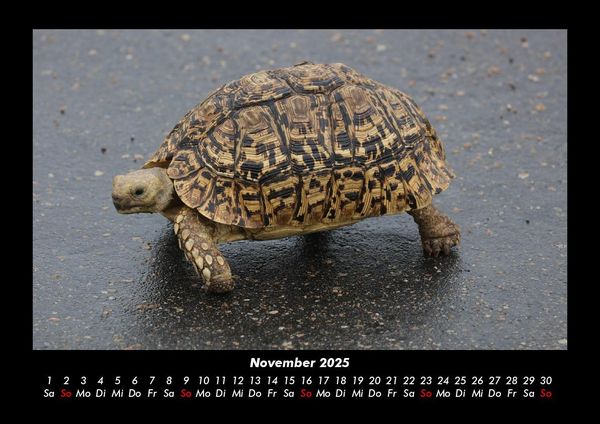 Produktbild: Schildkr&ouml;tenzauber 2025 Fotokalender DIN A3