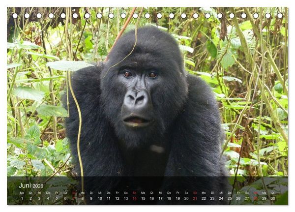 Produktbild: Gorillas. Friedliebende Kraftpakete (Tischkalender 2026 DIN A5 quer), CALVENDO Monatskalender