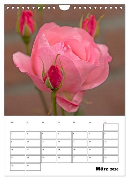 Produktbild: Zauberhafte Rosen (Wandkalender 2026 DIN A4 hoch), CALVENDO Monatskalender