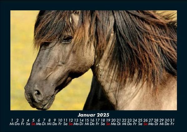 Produktbild: Pferdetraum 2025 Fotokalender DIN A5