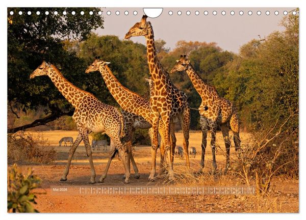 Produktbild: Sambias gro&szlig;artige Tierwelt (Wandkalender 2026 DIN A4 quer), CALVENDO Monatskalender