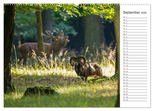 Produktbild: Emotionale Momente: Muffelwild. (hochwertiger Premium Wandkalender 2026 DIN A2 quer), Kunstdruck in Hochglanz