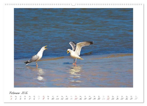 Produktbild: Nordsee - einfach Meer (Wandkalender 2026 DIN A2 quer), CALVENDO Monatskalender