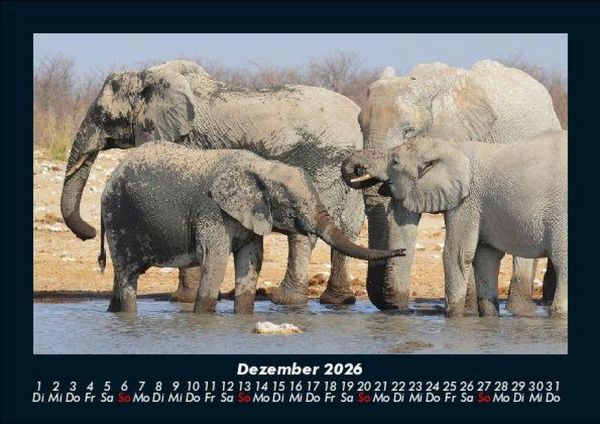Produktbild: Der Elefantenkalender 2026 Fotokalender DIN A5