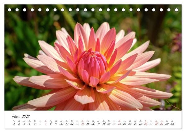 Produktbild: Madeira - ewiger Fr&uuml;hling (Tischkalender 2027 DIN A5 quer), CALVENDO Monatskalender
