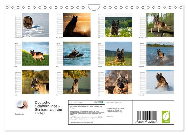 Produktbild: Deutsche Sch&auml;ferhunde - Senioren auf vier Pfoten (Wandkalender 2026 DIN A4 quer), CALVENDO Monatskalender