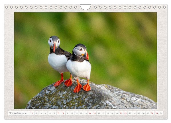 Produktbild: Die kleinen sch&ouml;nen (Wandkalender 2026 DIN A4 quer), CALVENDO Monatskalender