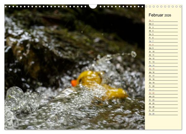Produktbild: Enten-Rennen (Wandkalender 2026 DIN A3 quer), CALVENDO Monatskalender