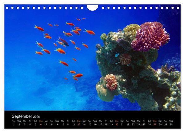 Produktbild: Water Dreams-journey through the sea (Wall Calendar 2026 DIN A4 landscape), CALVENDO 12 Month Wall Calendar