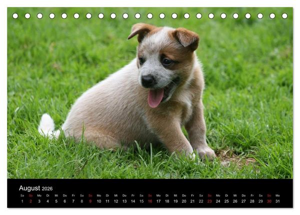 Produktbild: Australian Cattle Dog Welpen (Tischkalender 2026 DIN A5 quer), CALVENDO Monatskalender