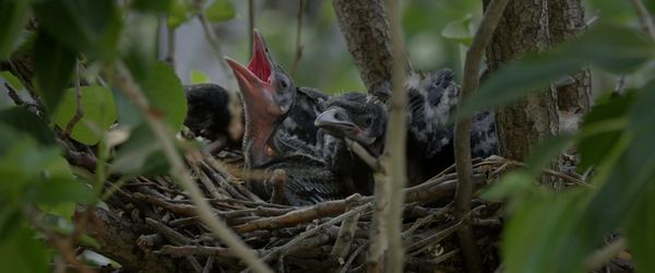 Produktbild: Kr&auml;hen - Die Natur beobachtet uns