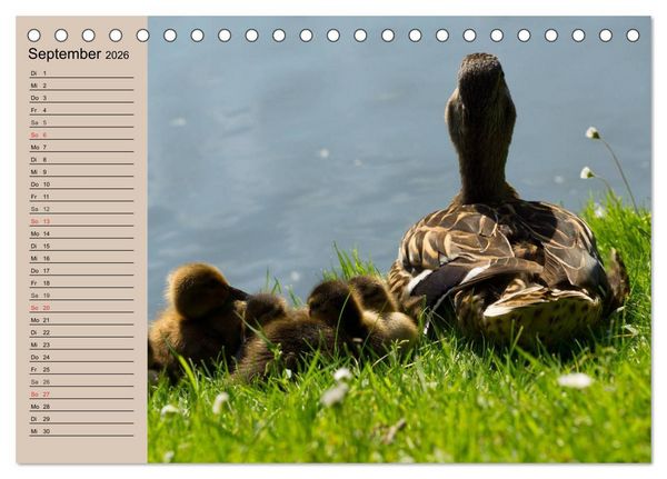 Produktbild: G&auml;nse und Enten. Schnattern, watscheln, quaken! (Tischkalender 2026 DIN A5 quer), CALVENDO Monatskalender
