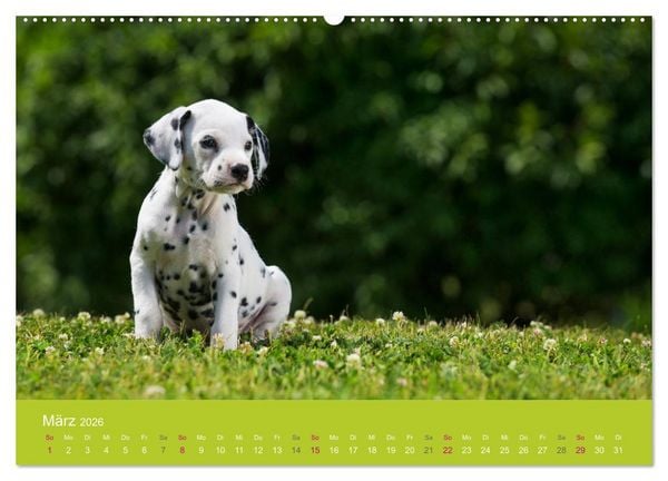 Produktbild: Welpen im Fr&uuml;hling (hochwertiger Premium Wandkalender 2026 DIN A2 quer), Kunstdruck in Hochglanz