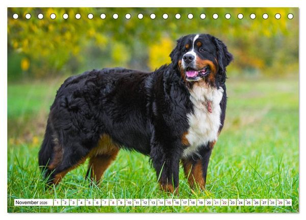 Produktbild: Faszinierende Sch&ouml;nheit Berner Sennenhund (Tischkalender 2026 DIN A5 quer), CALVENDO Monatskalender