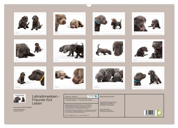 Produktbild: Labradorwelpen - Freunde f&uuml;rs Leben (Wandkalender 2026 DIN A2 quer), CALVENDO Monatskalender