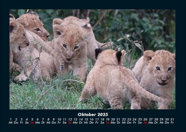 Produktbild: Tiere in der Wildnis 2025 Fotokalender DIN A4