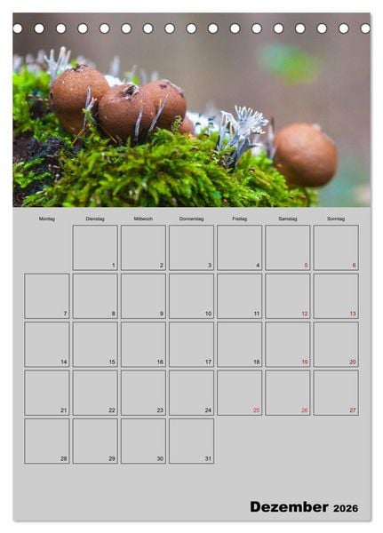 Produktbild: Quer durch die Pilze (Tischkalender 2026 DIN A5 hoch), CALVENDO Monatskalender