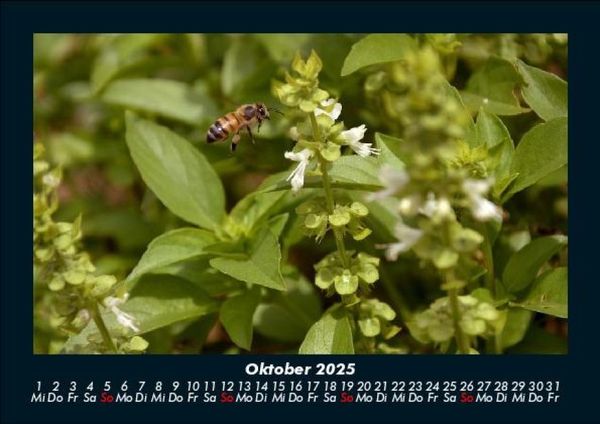 Produktbild: Bienen 2025 Fotokalender DIN A5