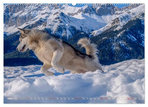 Produktbild: Alaskan Malamute in seinem Element (hochwertiger Premium Wandkalender 2026 DIN A2 quer), Kunstdruck in Hochglanz