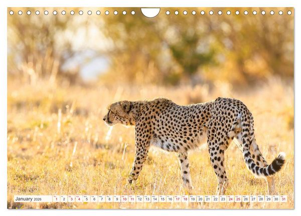 Produktbild: African Cats in impressive portraits (Wall Calendar 2026 DIN A4 landscape), CALVENDO 12 Month Wall Calendar