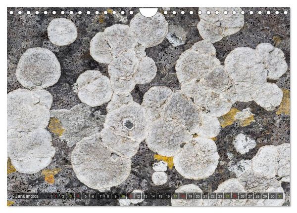 Produktbild: Krustenflechten - Pioniere auf Fels (Wandkalender 2026 DIN A4 quer), CALVENDO Monatskalender