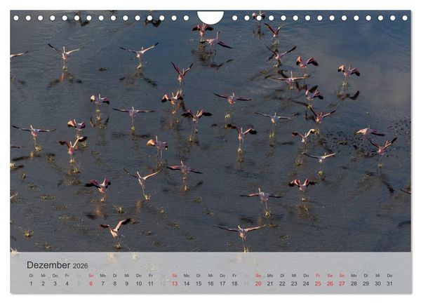 Produktbild: Flamingo Impressionen 2026 (Wandkalender 2026 DIN A4 quer), CALVENDO Monatskalender