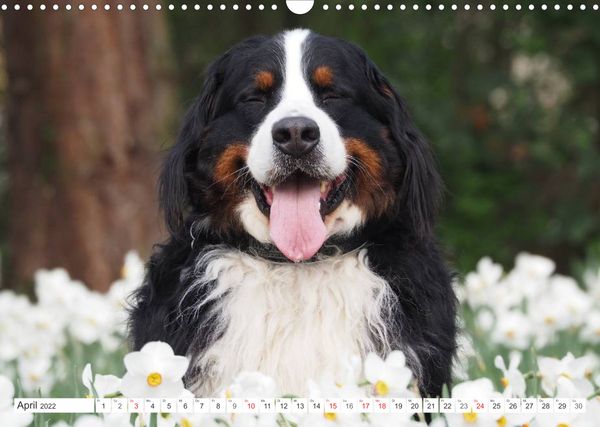 Produktbild: Tierisch nahe Berner-Portr&auml;ts (Wandkalender 2022 DIN A3 quer)