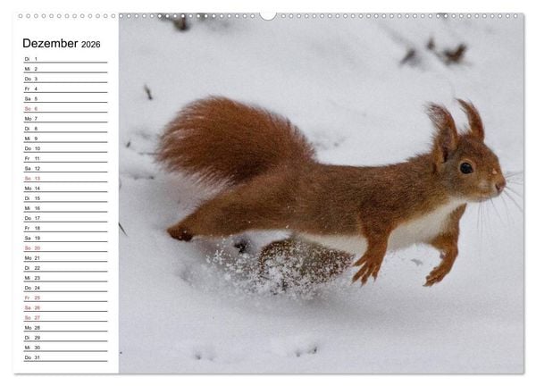 Produktbild: Mit dem Eichh&ouml;rnchen durchs Jahr (Wandkalender 2026 DIN A2 quer), CALVENDO Monatskalender