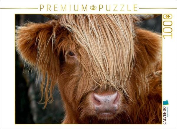 CALVENDO Puzzle Schottisches Hochland Rind, Highland Cattle | 1000 Teile Lege-Größe 64 × 48 cm Foto-Puzzle für glückliche Stunden