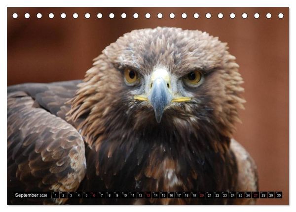 Produktbild: Adler und Greife - K&ouml;nige des Himmels (Tischkalender 2026 DIN A5 quer), CALVENDO Monatskalender