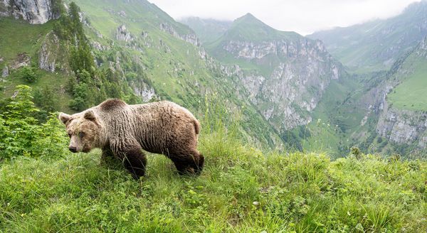 Produktbild: Ursus Brenta &mdash; Die R&uuml;ckkehr der B&auml;ren in die Alpen