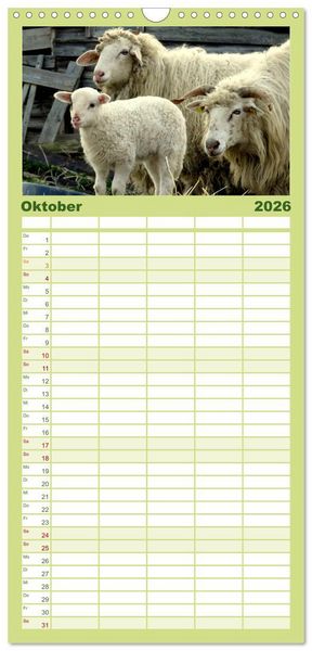 Produktbild: Familienplaner 2026 - Sch&auml;fchen z&auml;hlen - mit Schafen durchs Jahr mit 5 Spalten (Wandkalender, 21 x 45 cm) CALVENDO