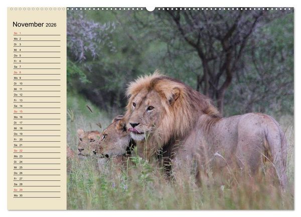 Produktbild: L&ouml;wen in freier Wildbahn (hochwertiger Premium Wandkalender 2026 DIN A2 quer), Kunstdruck in Hochglanz