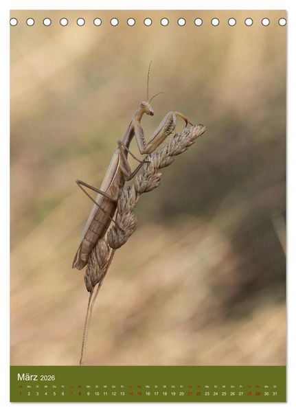 Produktbild: Die Gottesanbeterin. R&auml;uber der Insektenwelt. (Tischkalender 2026 DIN A5 hoch), CALVENDO Monatskalender